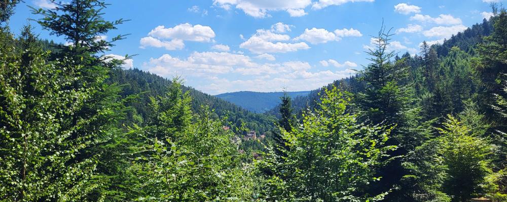 Black Forest Experience Lauterbach 